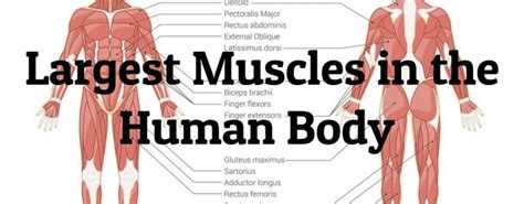 10 Largest Muscles in the Human Body